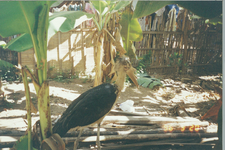 cambodia-phnom-penh-1995_031
