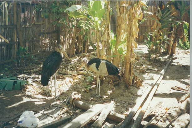 cambodia-phnom-penh-1995_035