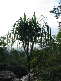 thailand-kopangan-2003_020