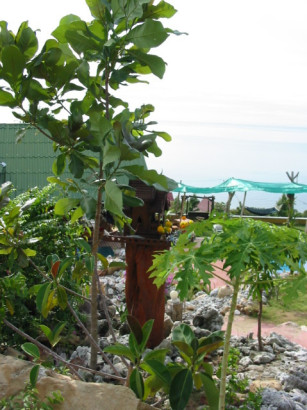 thailand-tantawan-2003_048