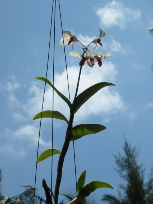 thailand_chaloklam_2003_063