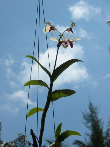 thailand_chaloklam_2003_063