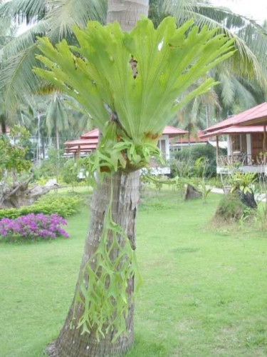 thailand_chaloklam_2003_138